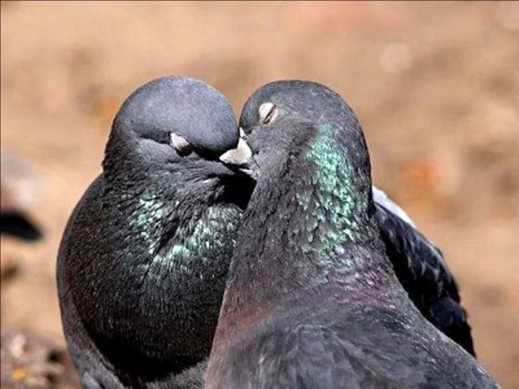 Поцелуй птиц