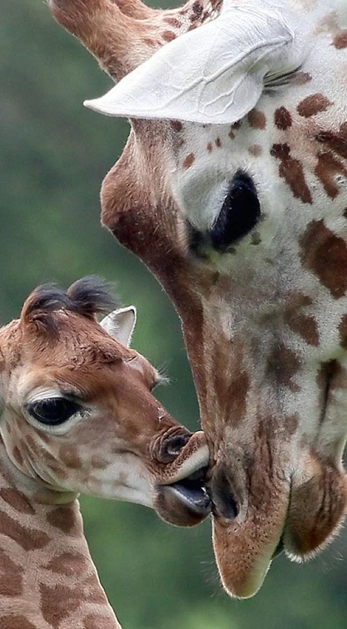 Поцелуй жирафа Ставрополь