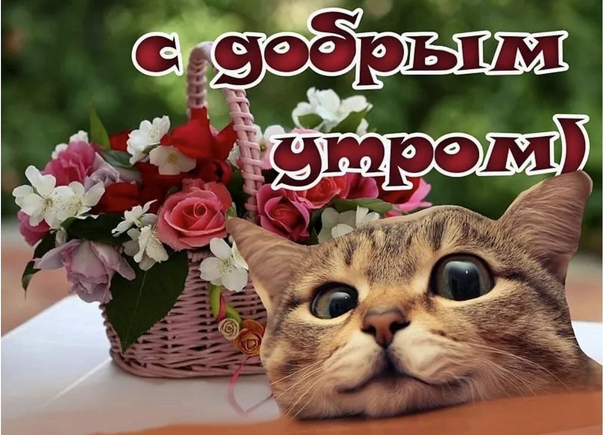 Пожелания с добрым утром прикольные