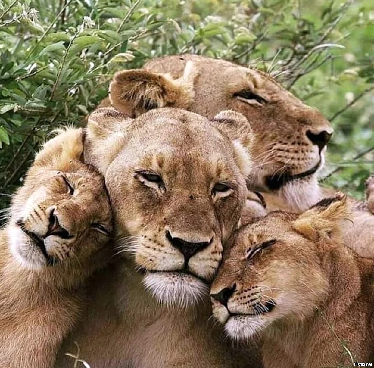 Прайд это львиная семья