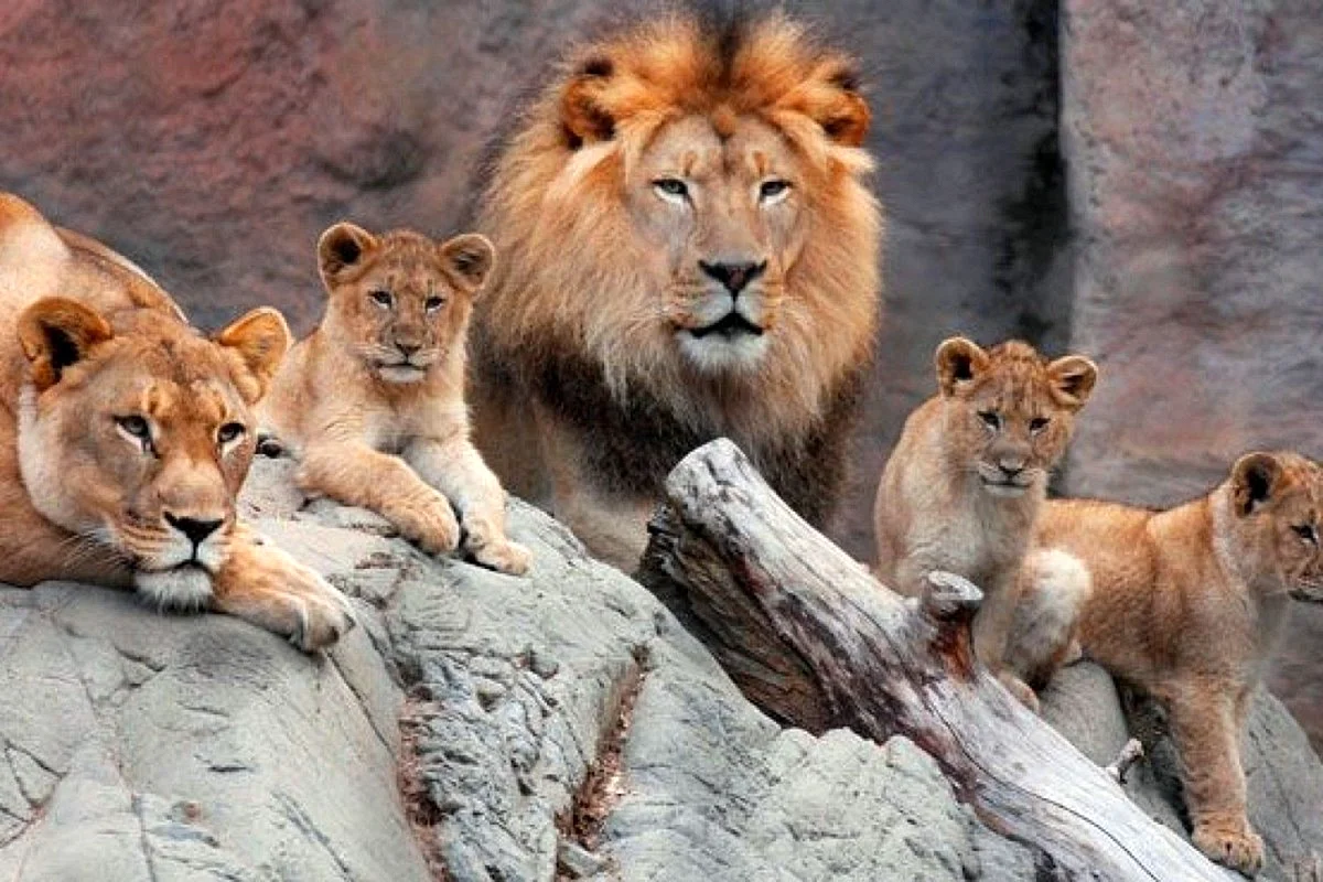 Прайд это львиная семья
