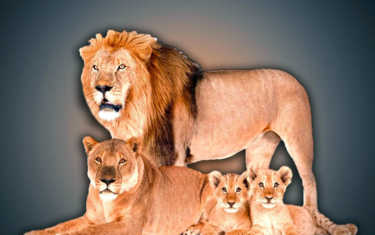 Прайд Львов семья