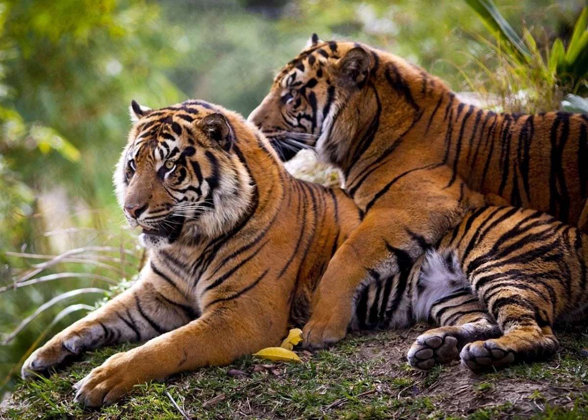 Прайд тигров