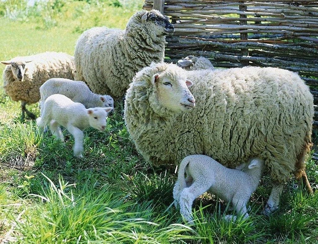 Прекос порода овец