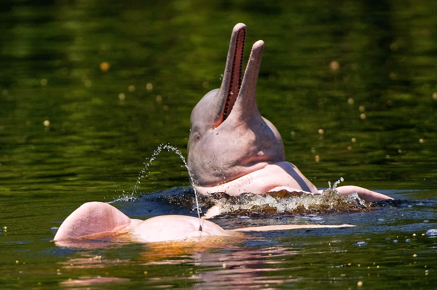 Пресноводный Дельфин амазонки