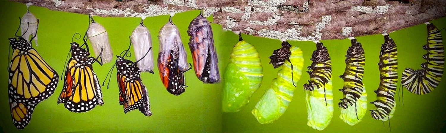 Превращение гусеницы в бабочку
