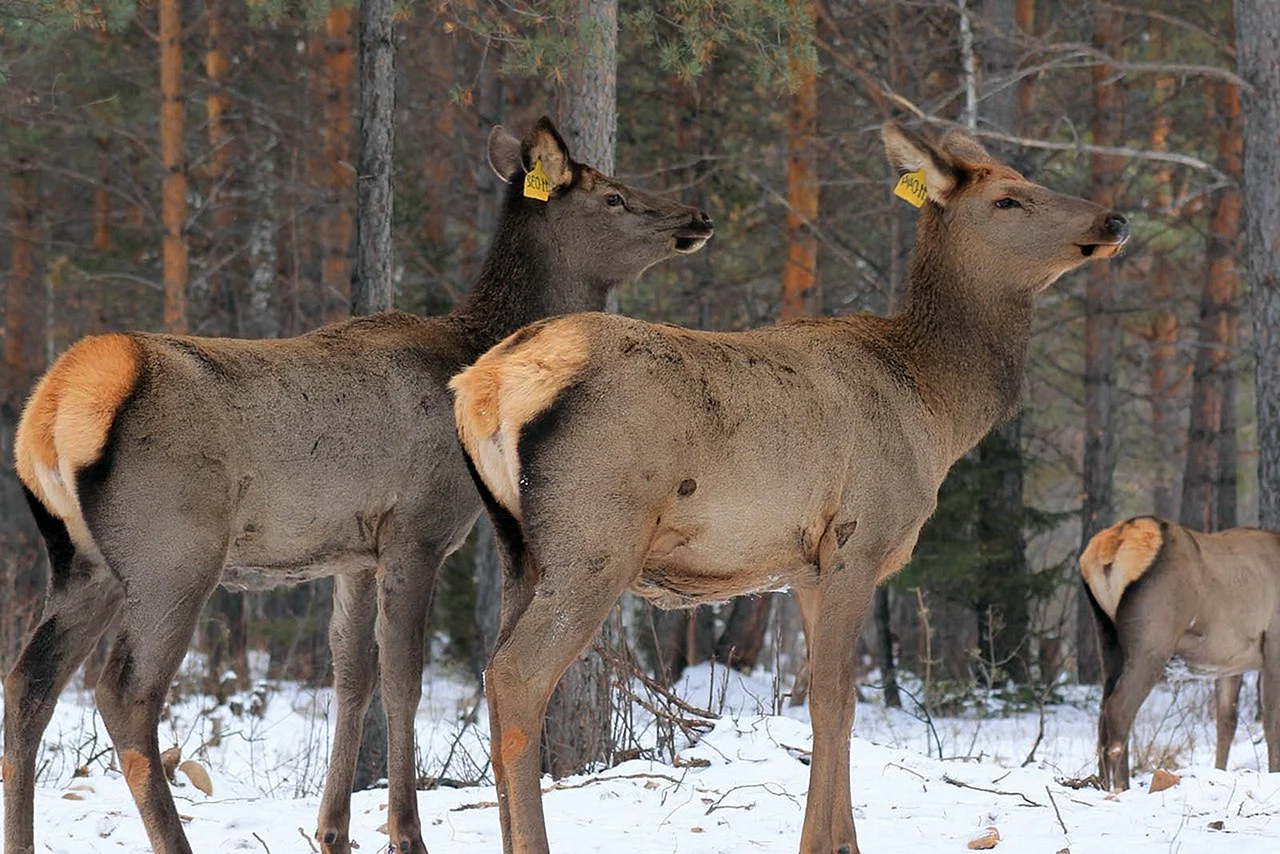 Прибайкальский национальный парк животные