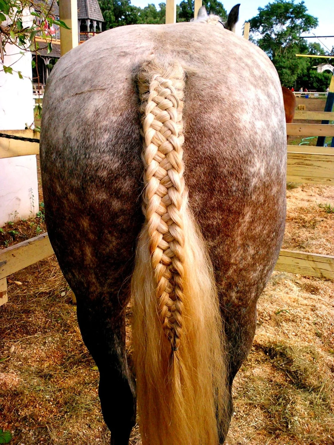 Причёски для лошадей