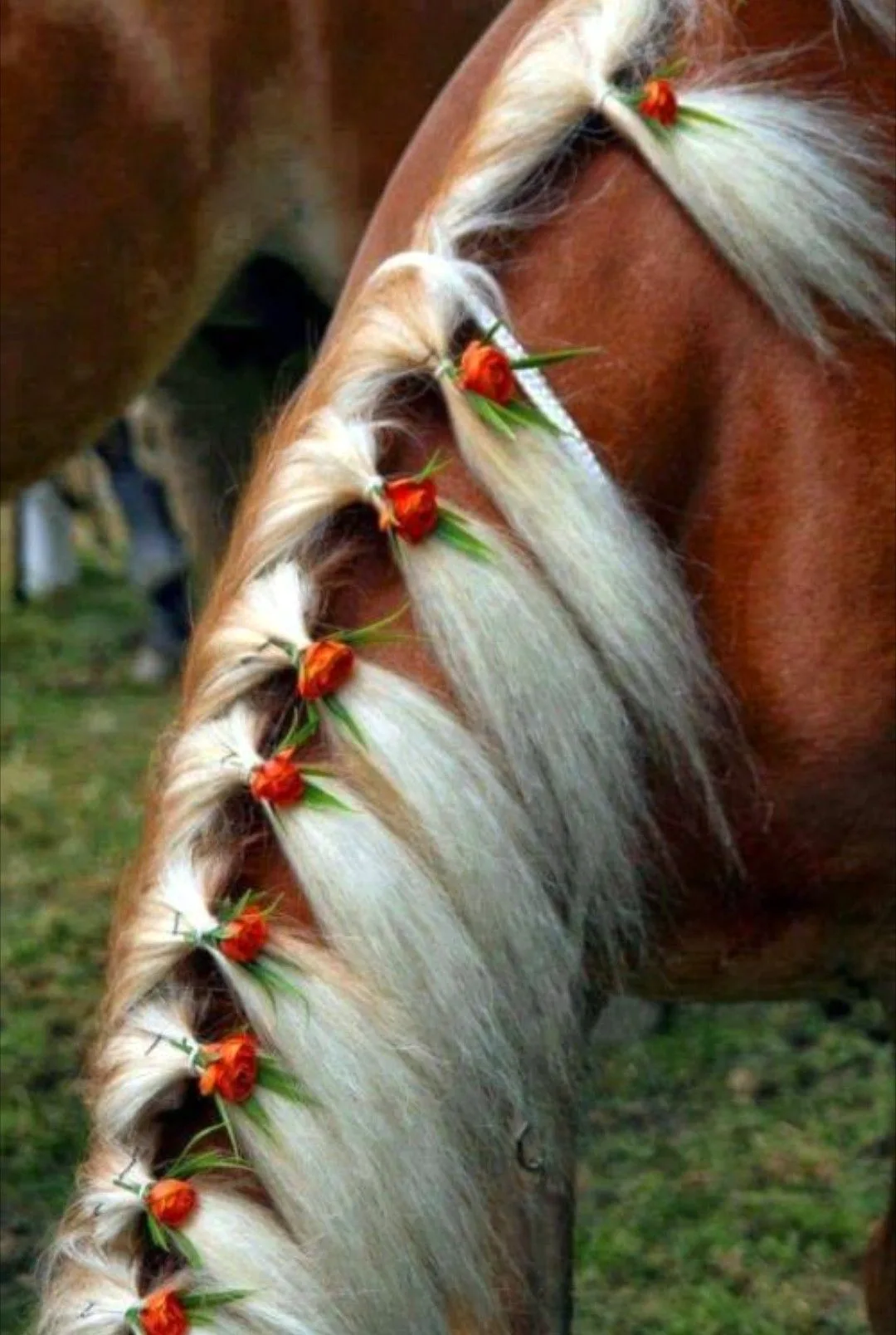 Horse hair. Лошадь с заплетенной гривой. Прически для лошадей. Лошади с заплетеноой гоивой. Хвост лошади.