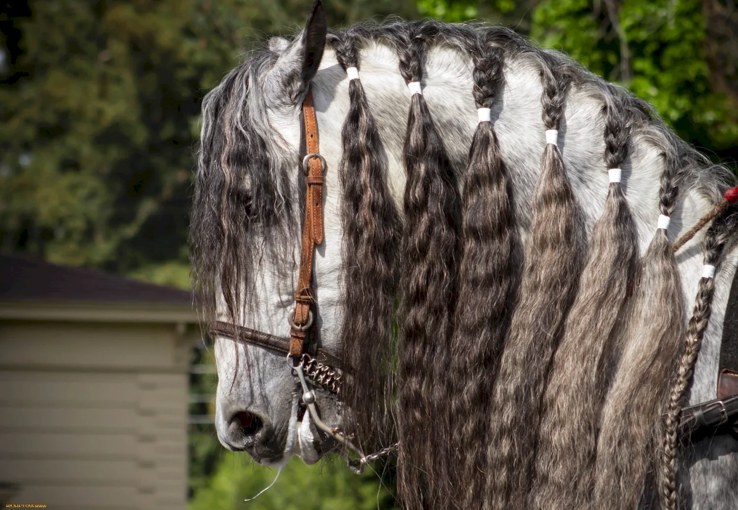 Причёски для лошадей