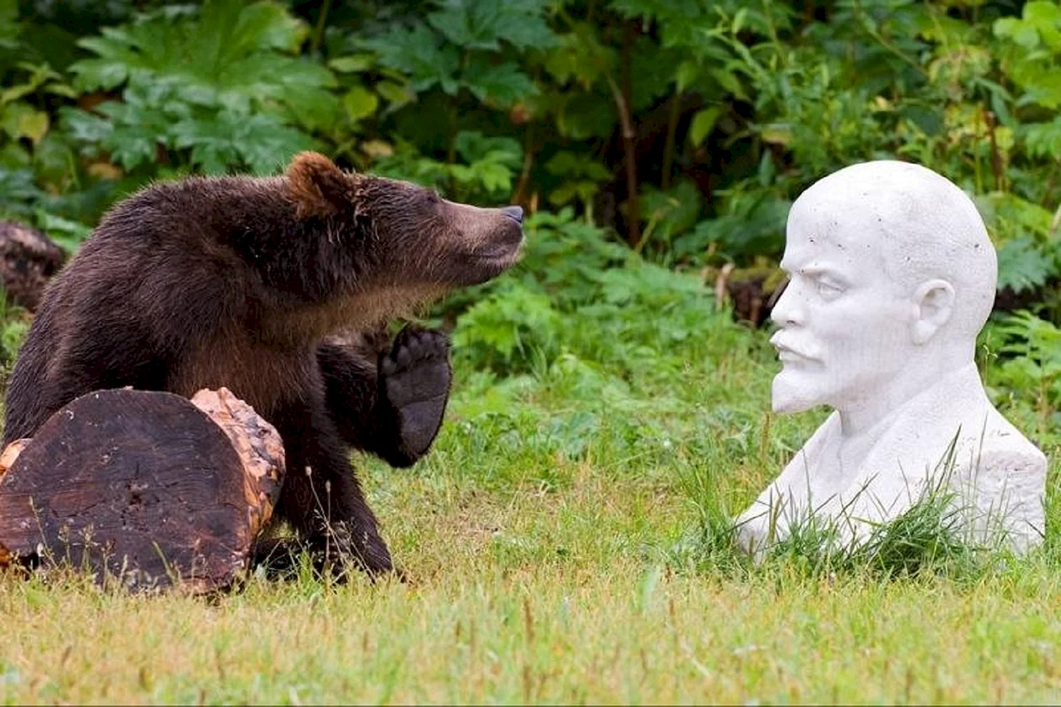 Прикольный медведь
