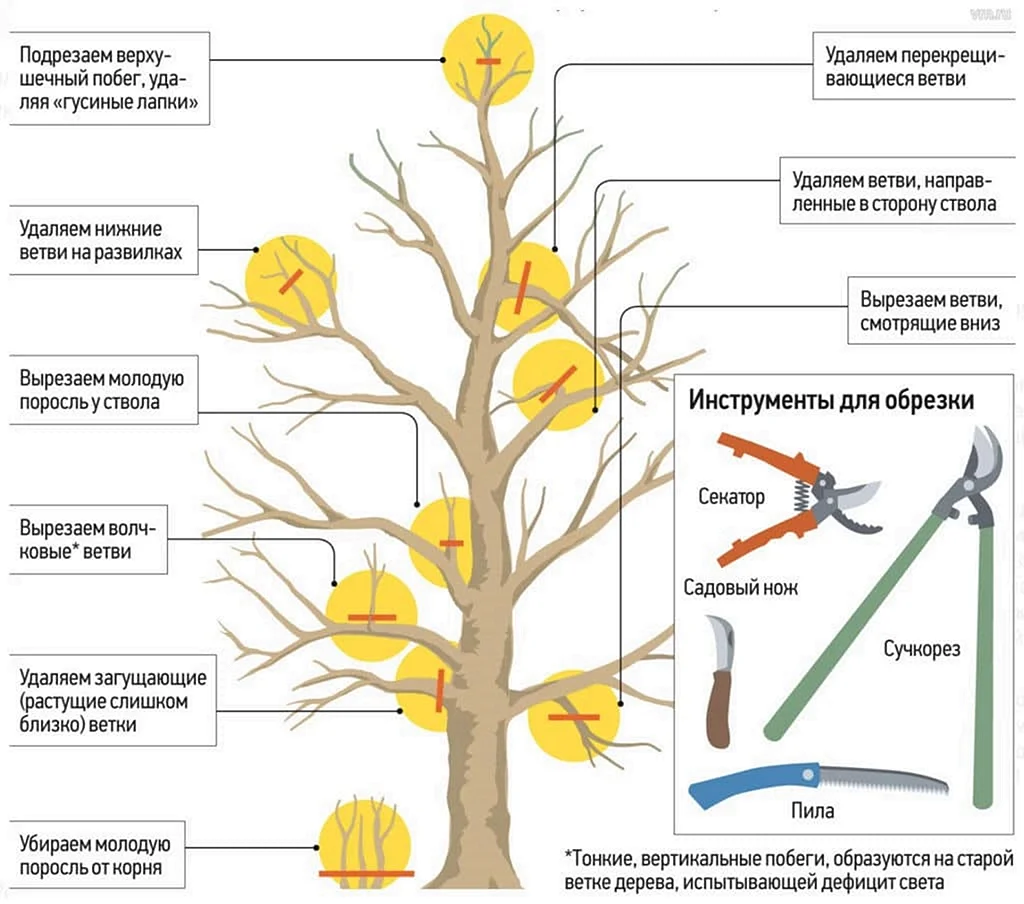 Принципы обрезки плодовых деревьев схема