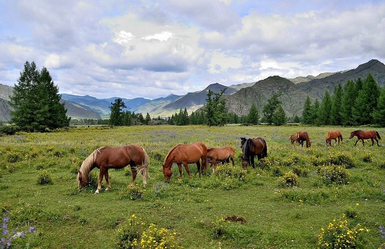 Природа Башкирии лошади башкиры