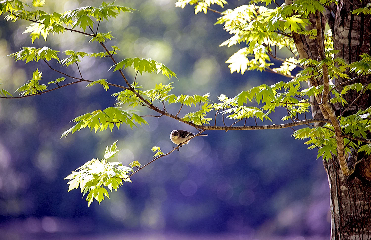 Природа дерева птица