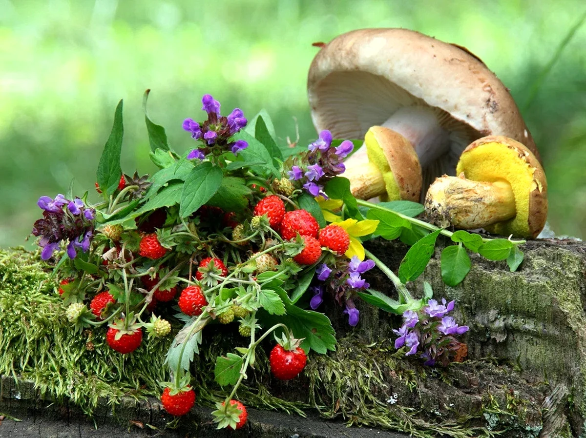 Природа грибы ягоды