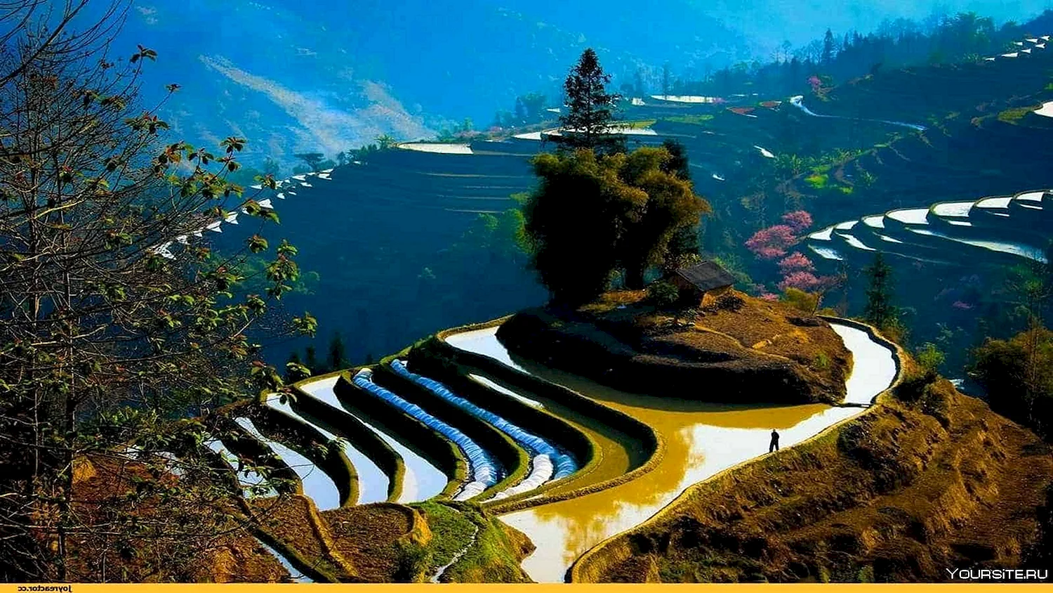Природа Китая рисовые поля