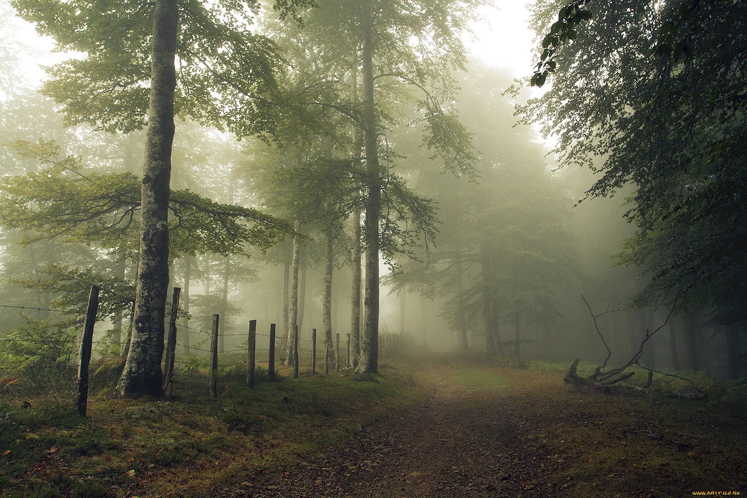 Природа лес туман