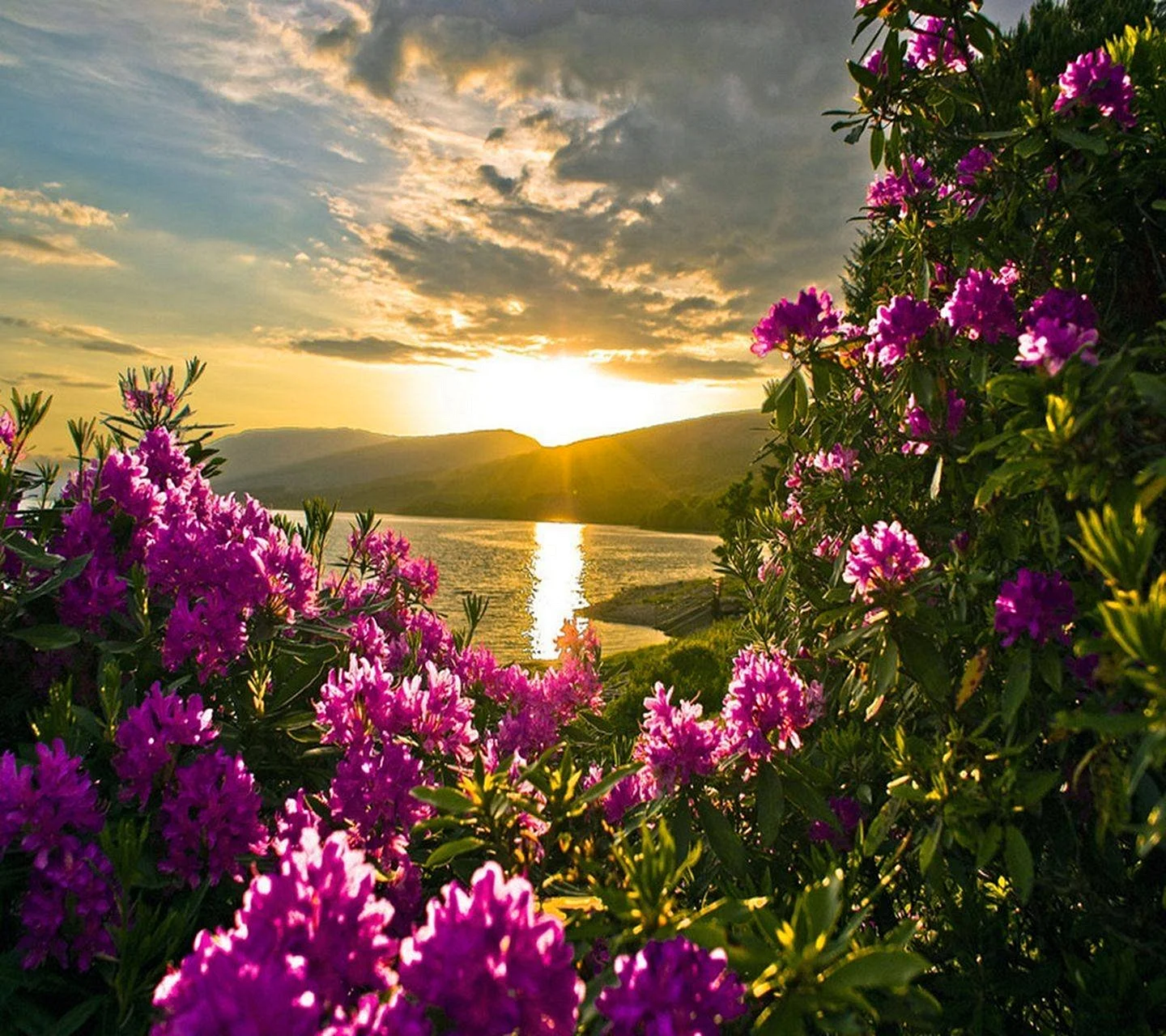 Природа Солнечная красивая летом с цветами