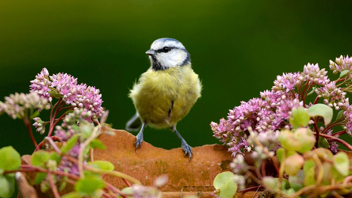 Природа цветы птицы