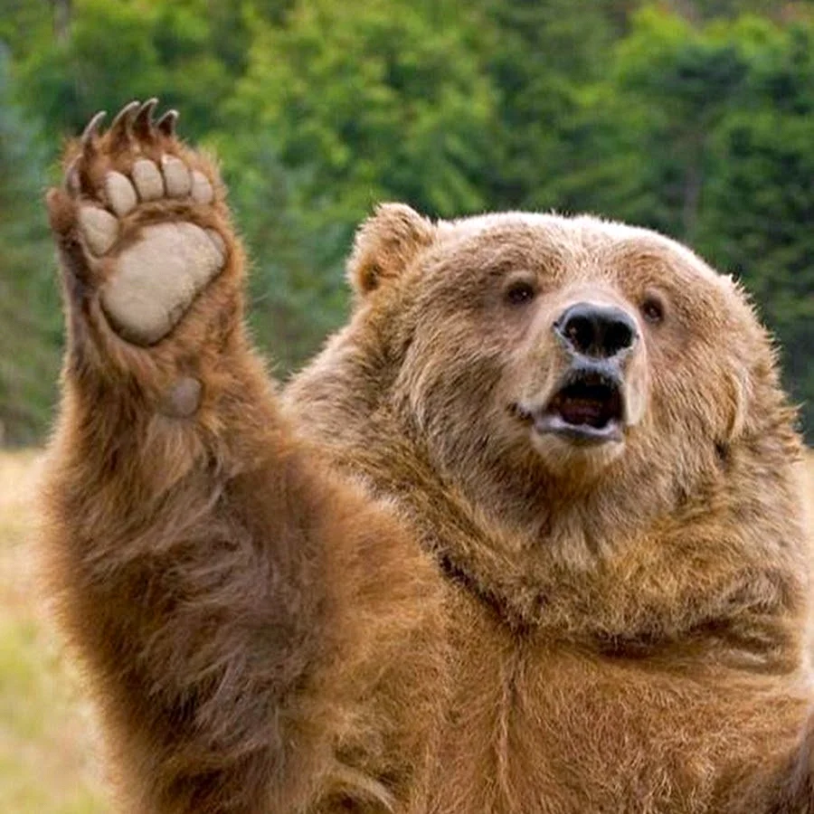 Привет медведь