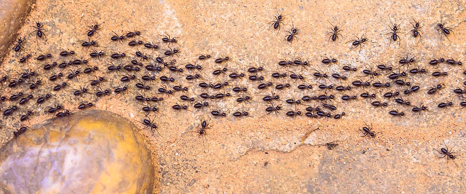 Пробковые муравьи