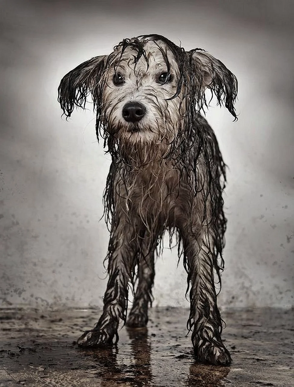 Промокшая собака