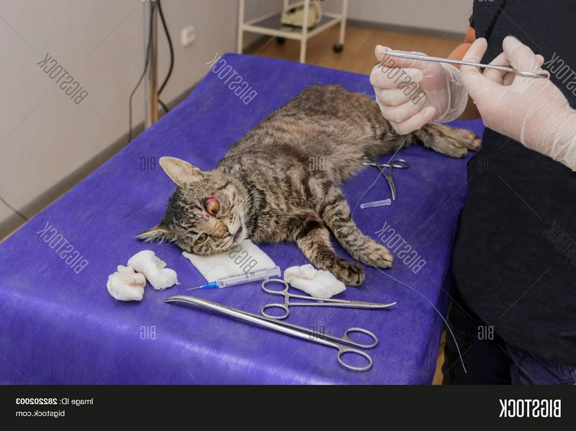 Процесс стерилизации кошки