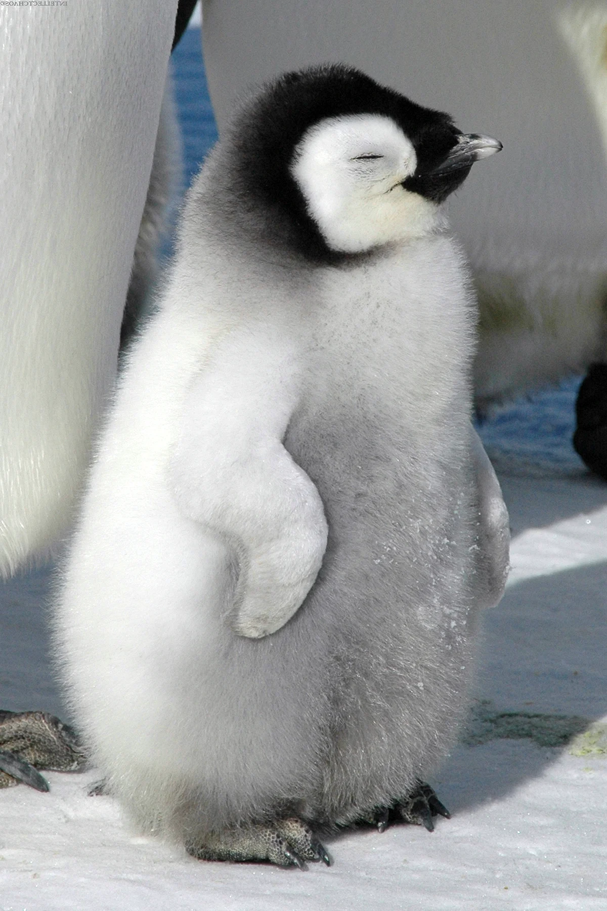 Птенец пингвина