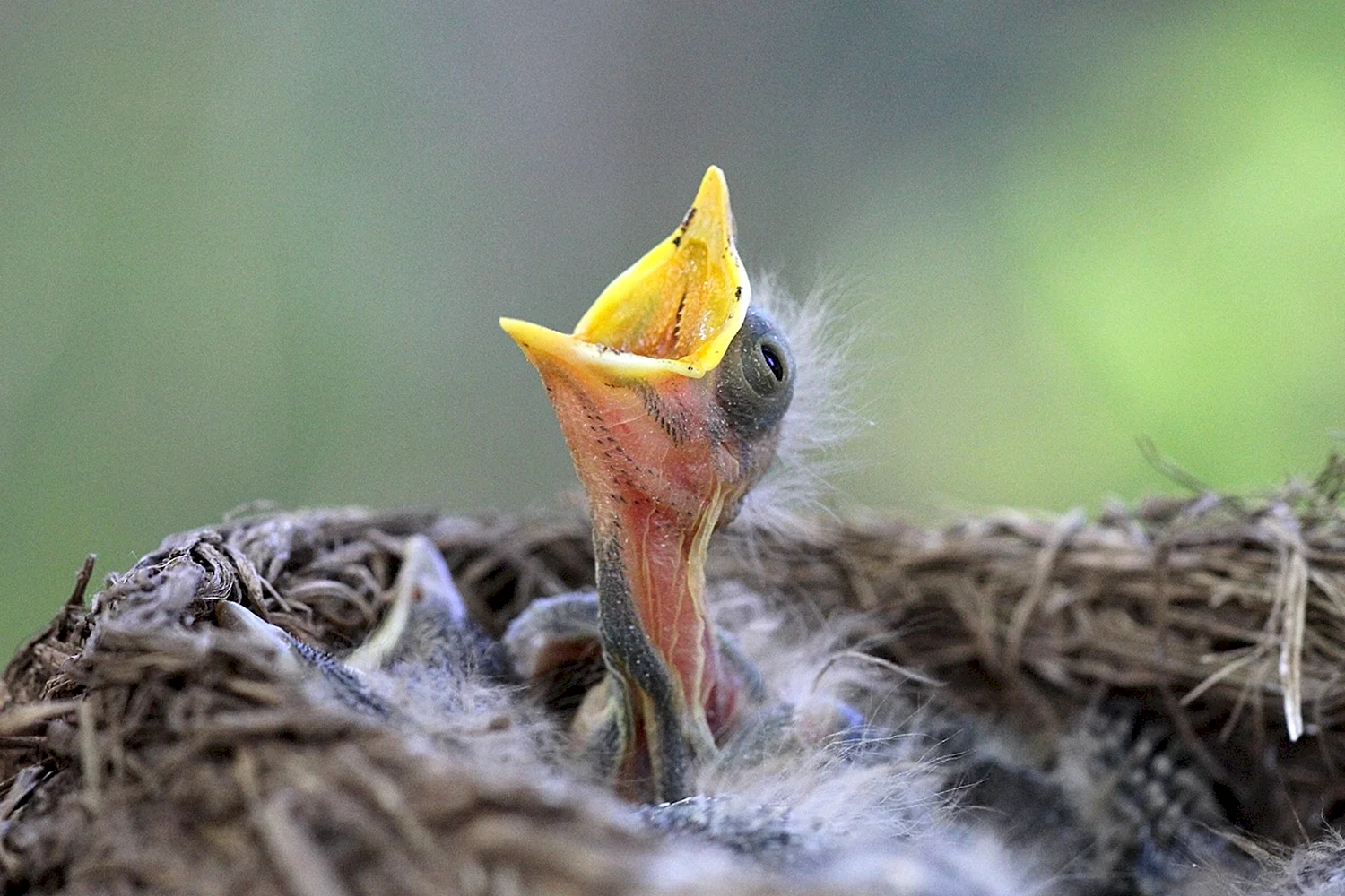 Птенцы Дроздов желторотики