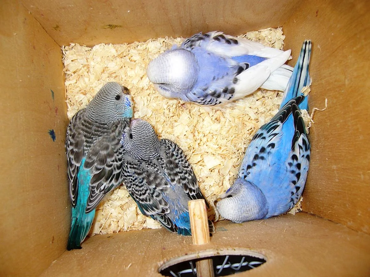 Птенцы волнистого попугая в гнезде