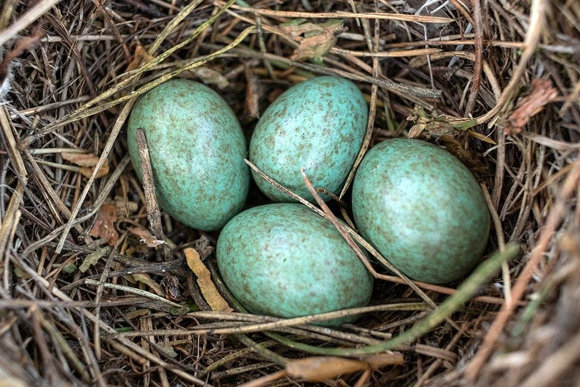 Птичьи яйца