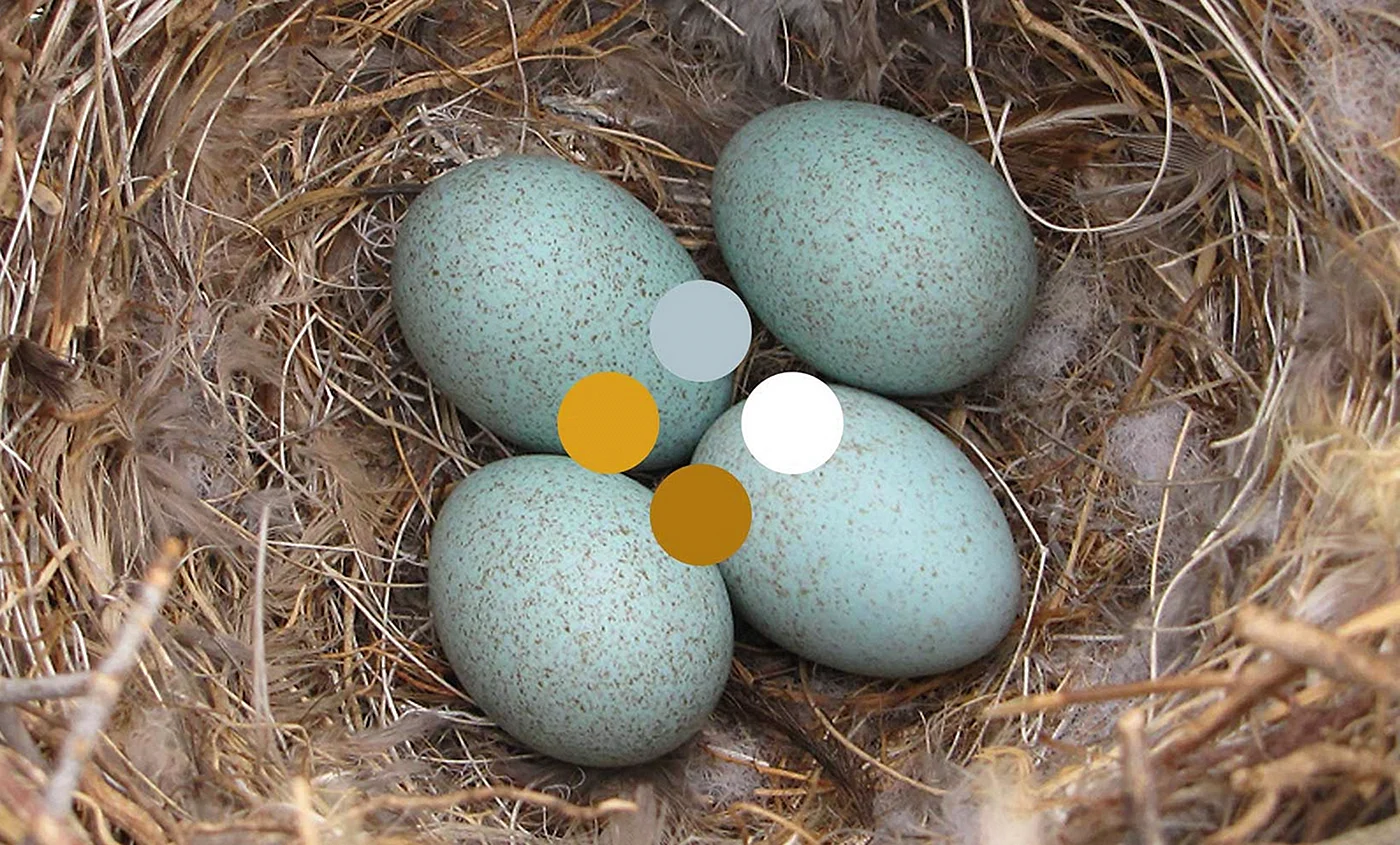 Птичьи яйца маленькие