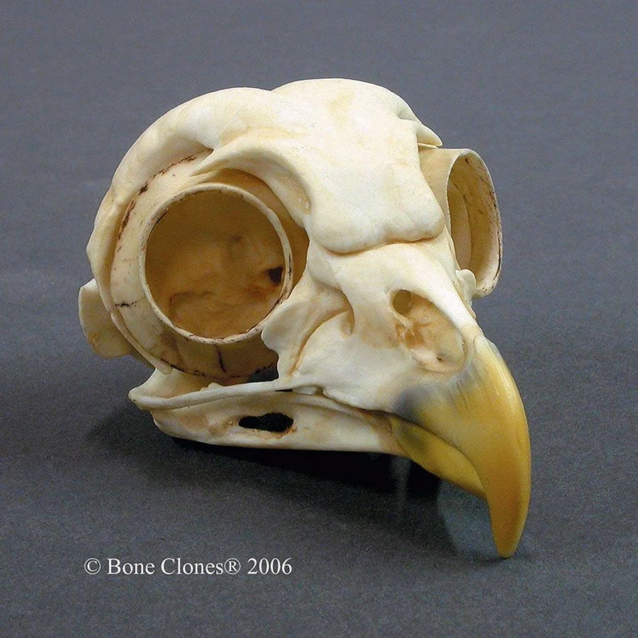 Птичий череп