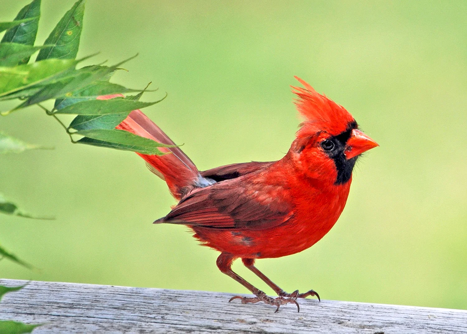 Птичка красный Кардинал