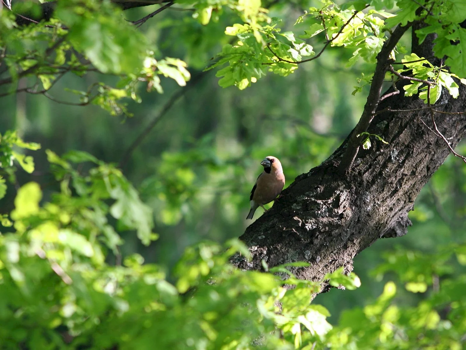 Птичка на дереве