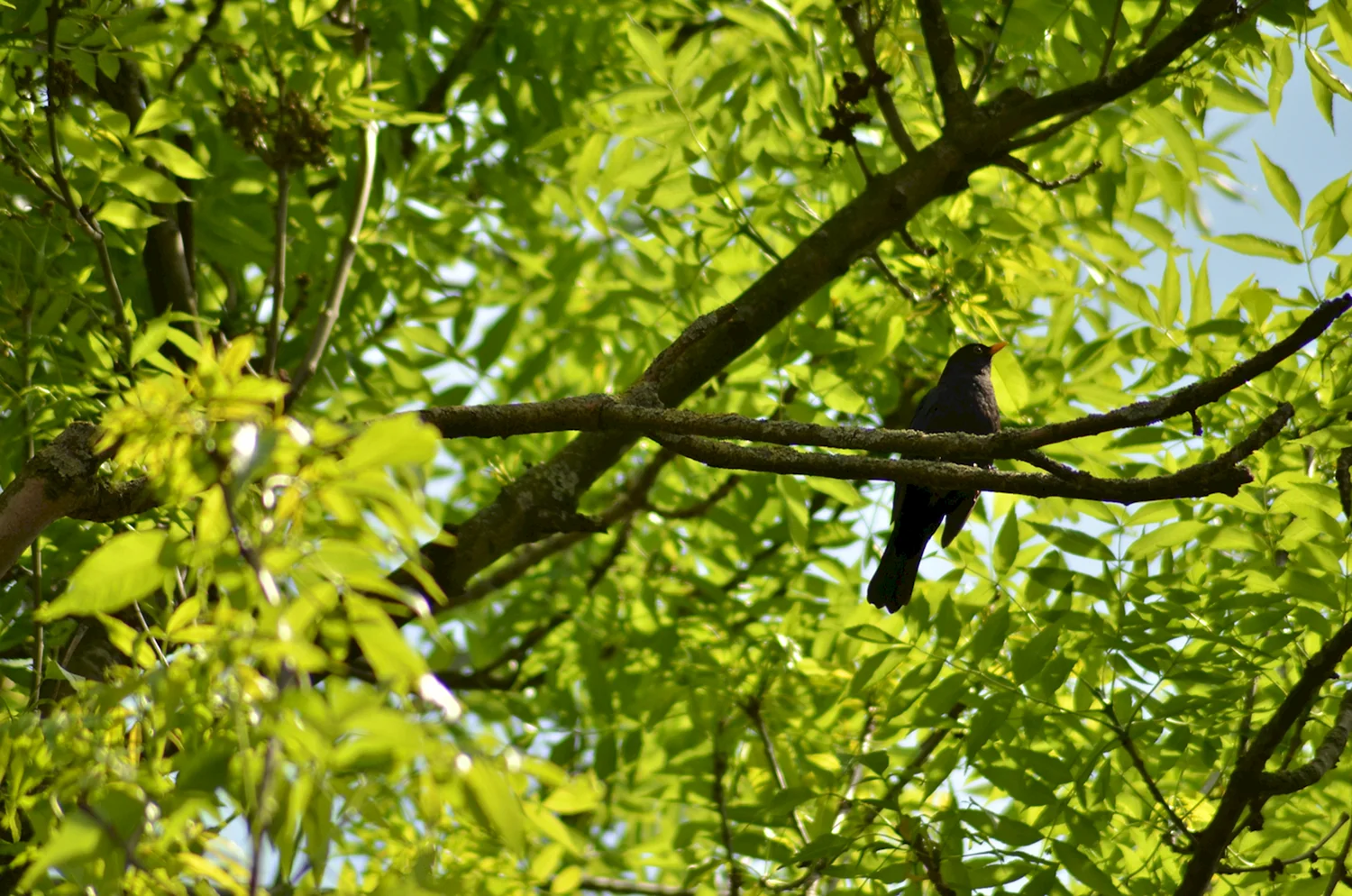 Птичка на дереве в лесу