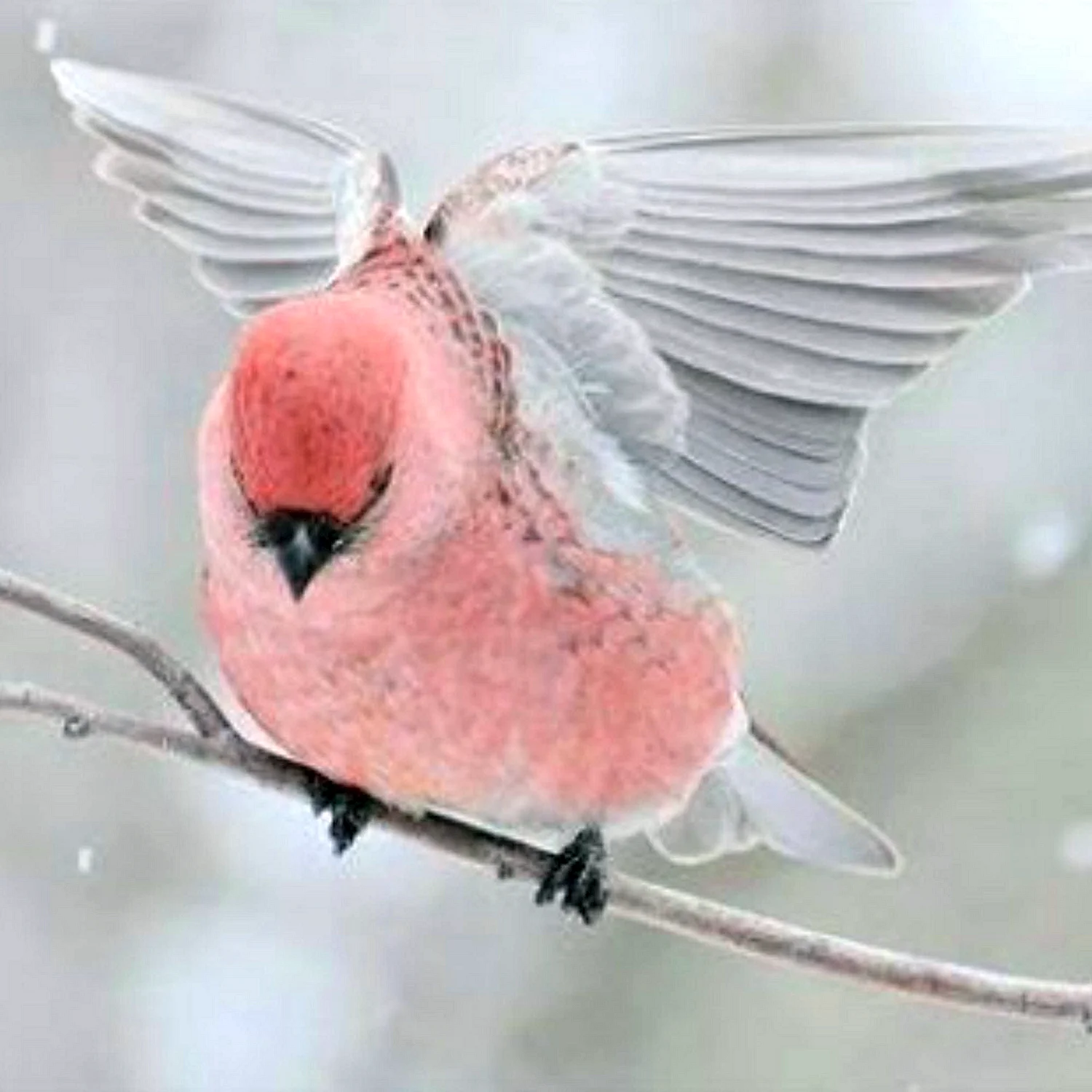 Птичка с розовыми перьями