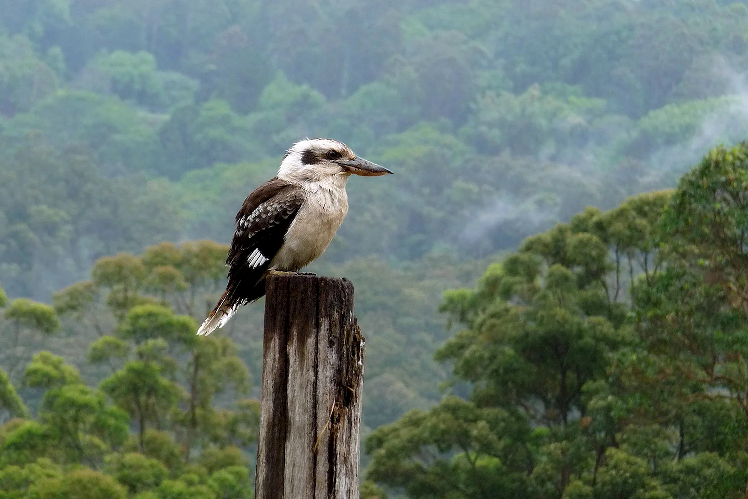 Птица Австралии Кукабарра