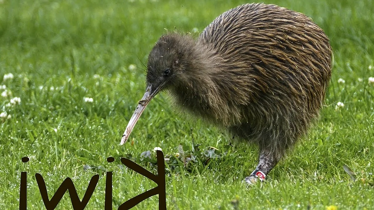Птица киви новая Зеландия