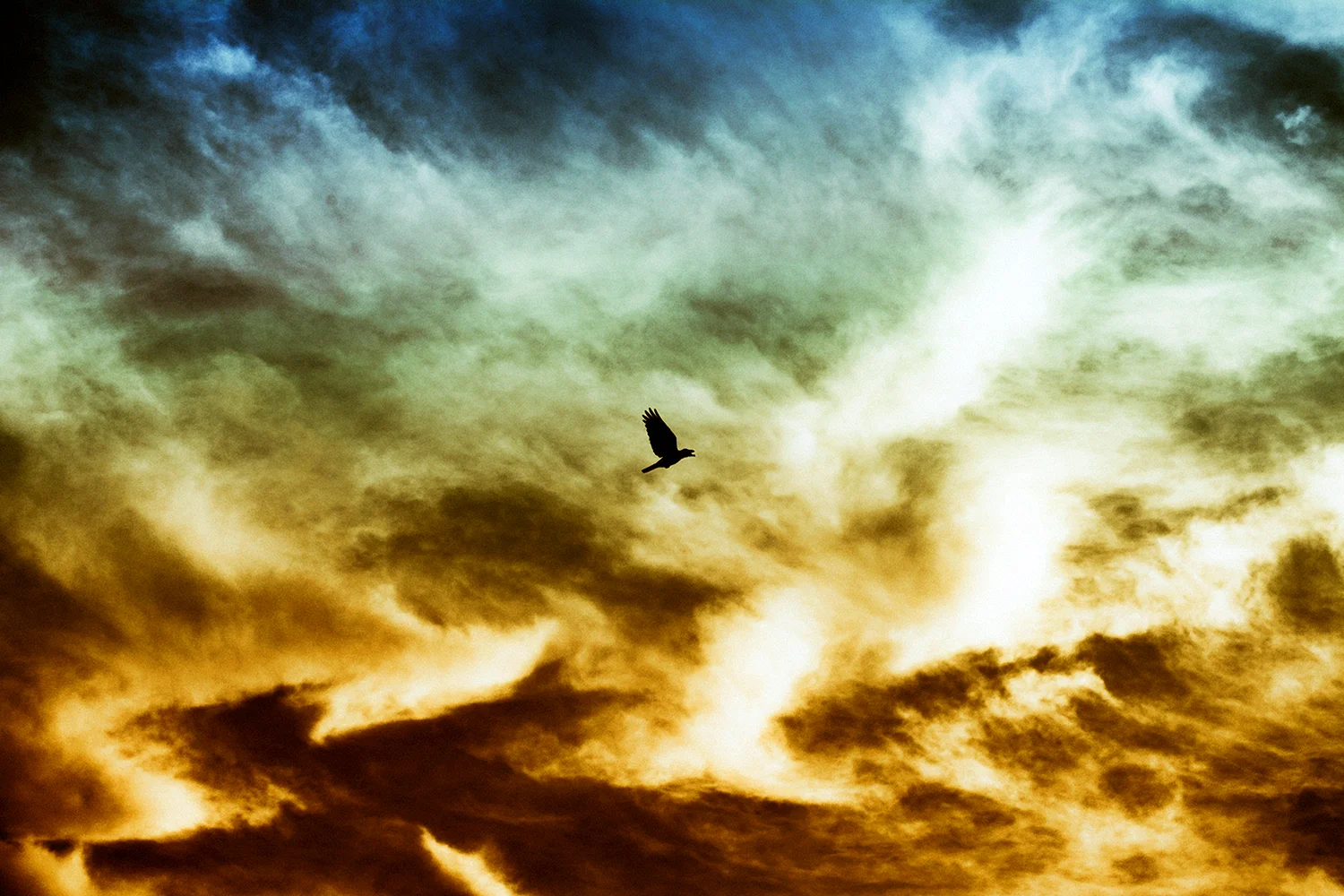 Птица над облаками