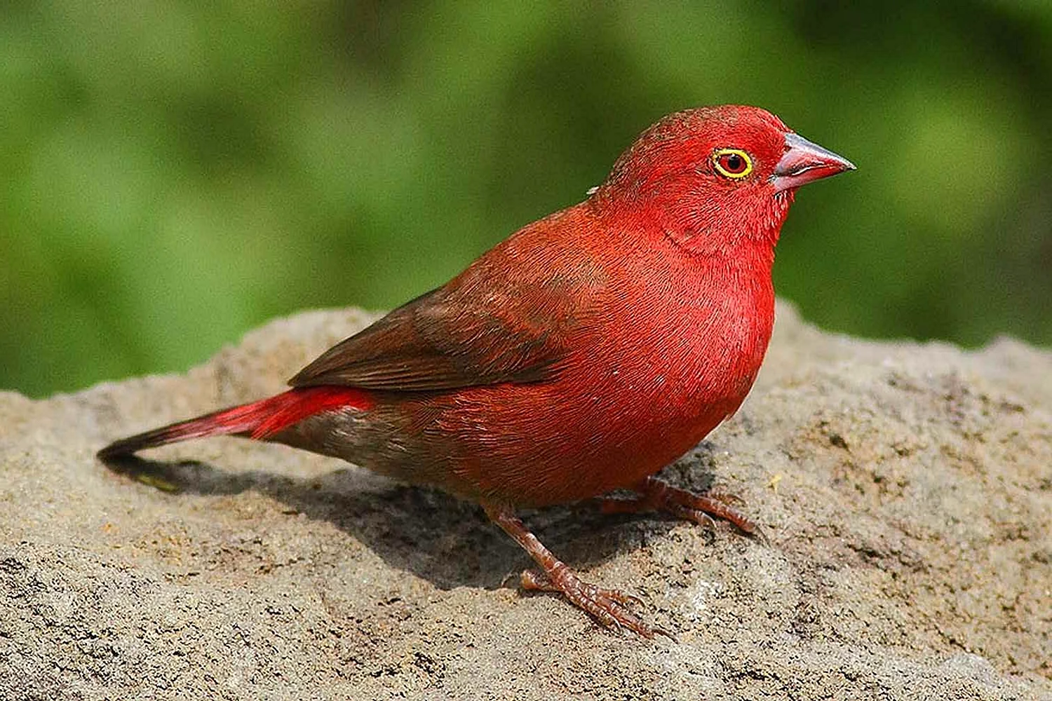 Птица с красной головой