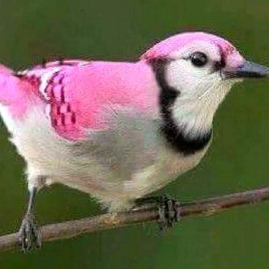 Птица с розовой грудью
