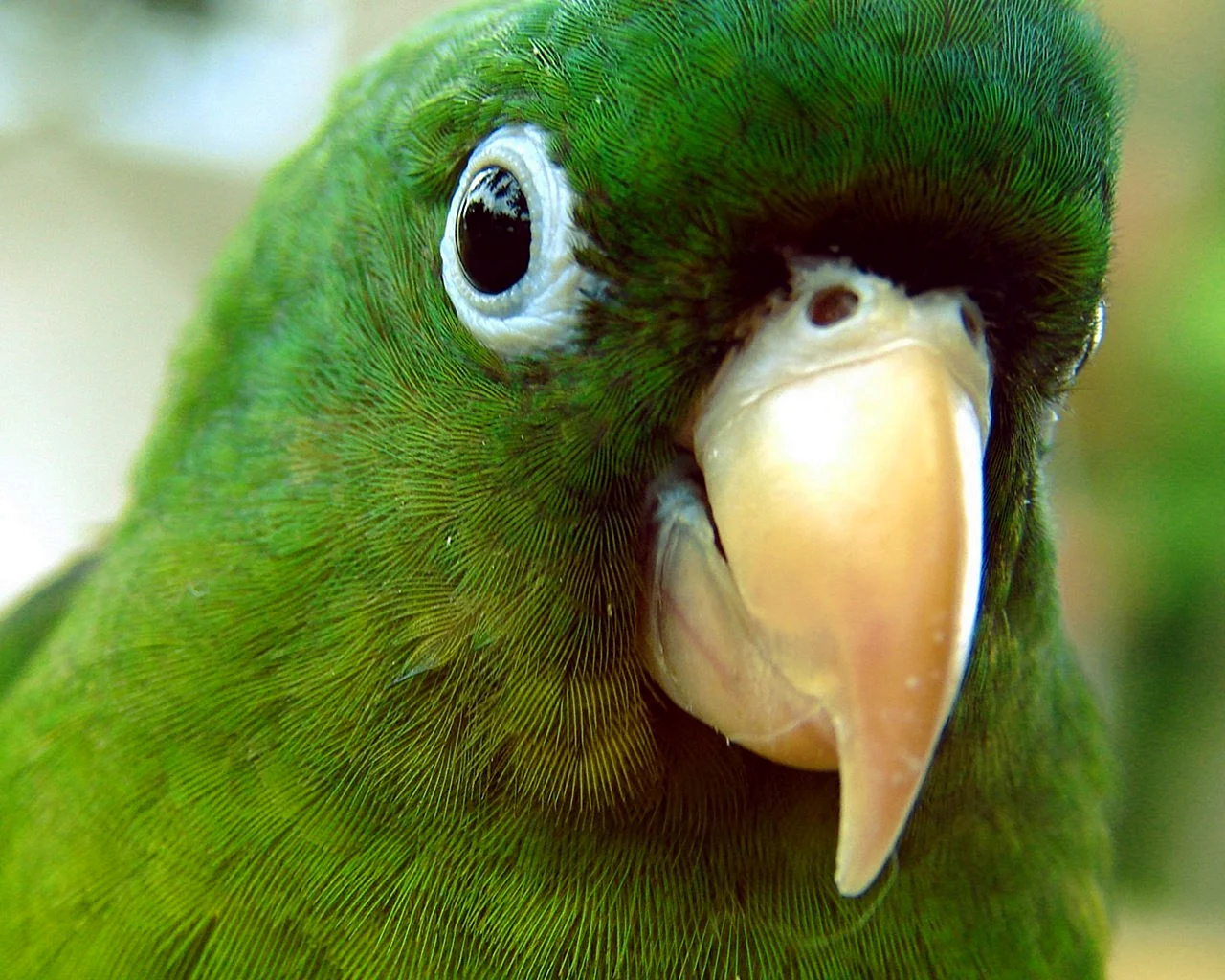 Птица с зелеными глазами