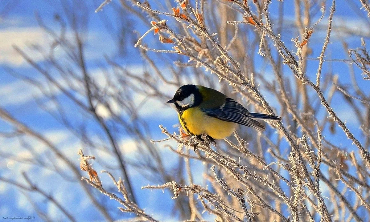 Птица синица Новосибирск