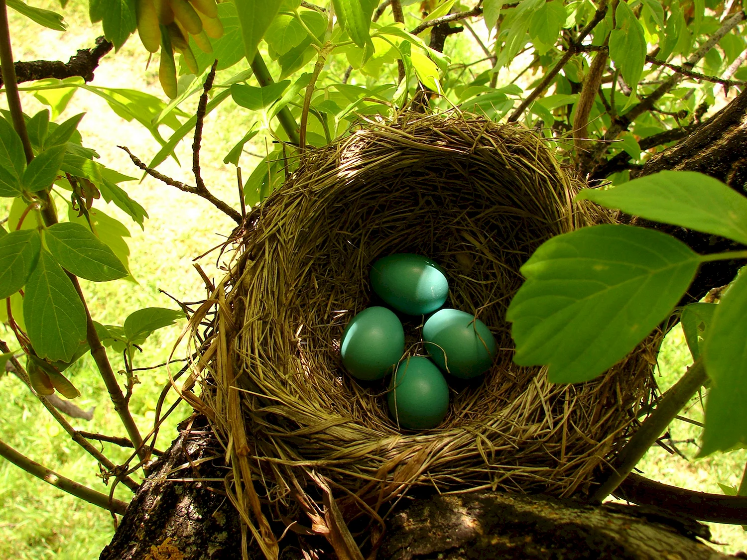 Птица Зяблик яйца в гнездо