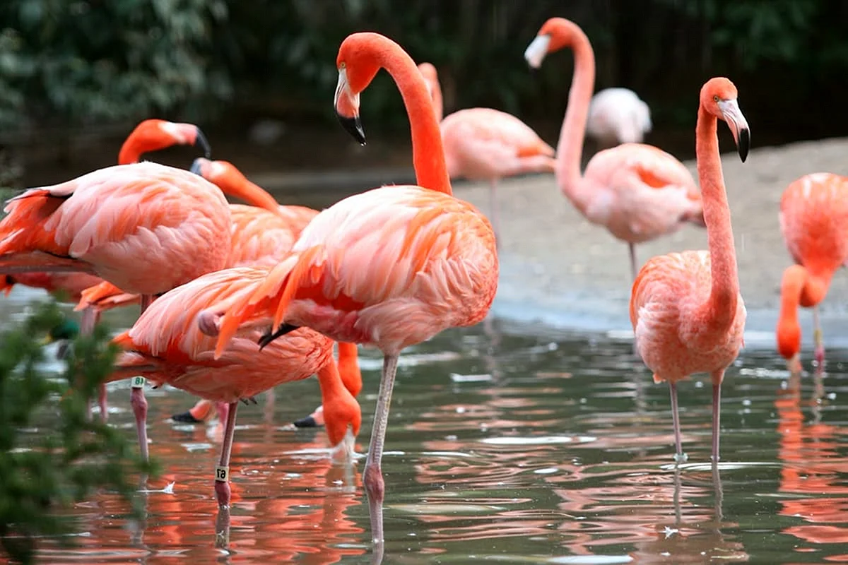 Птицы Африки Фламинго