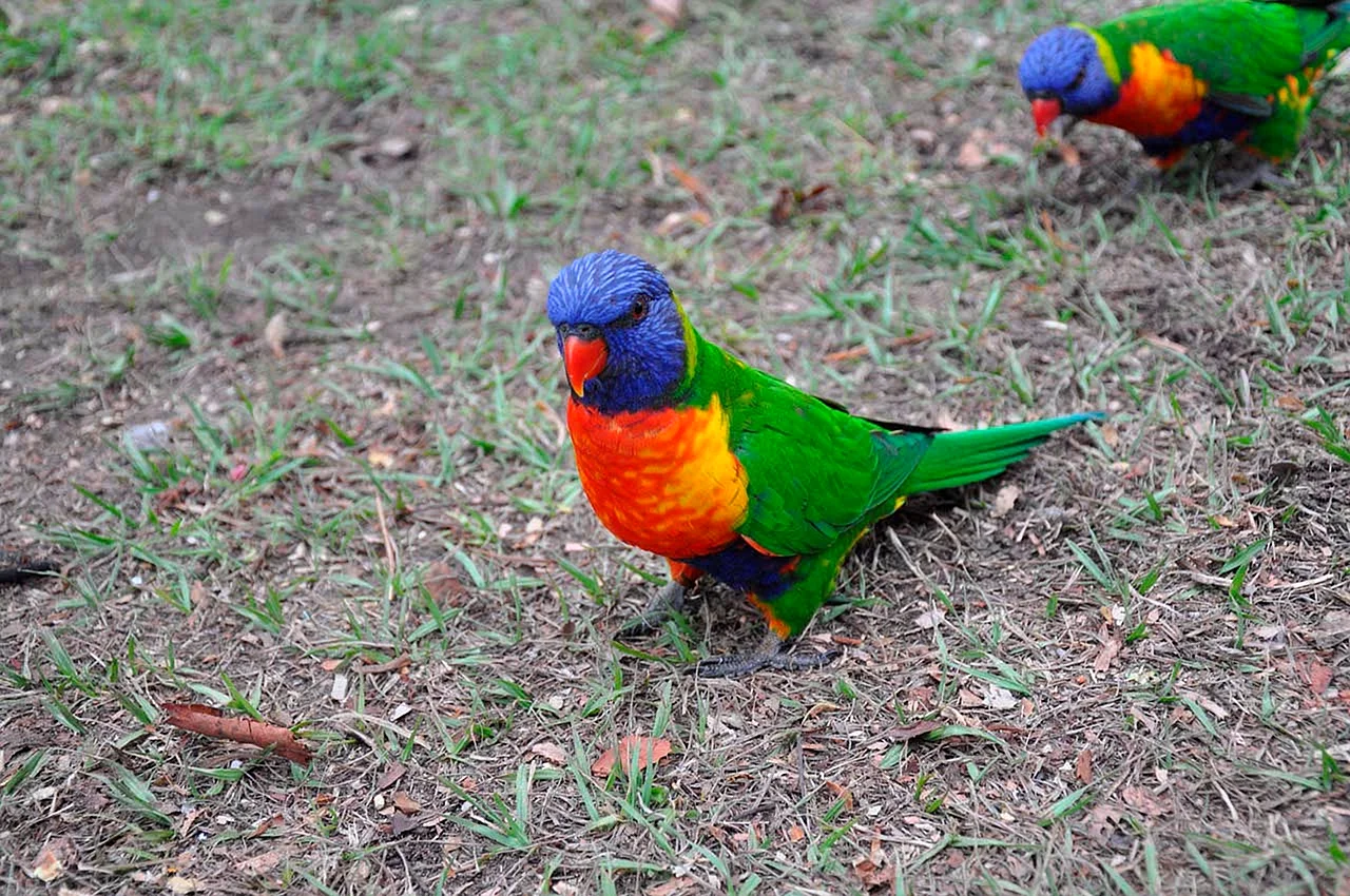Птицы Австралии попугай