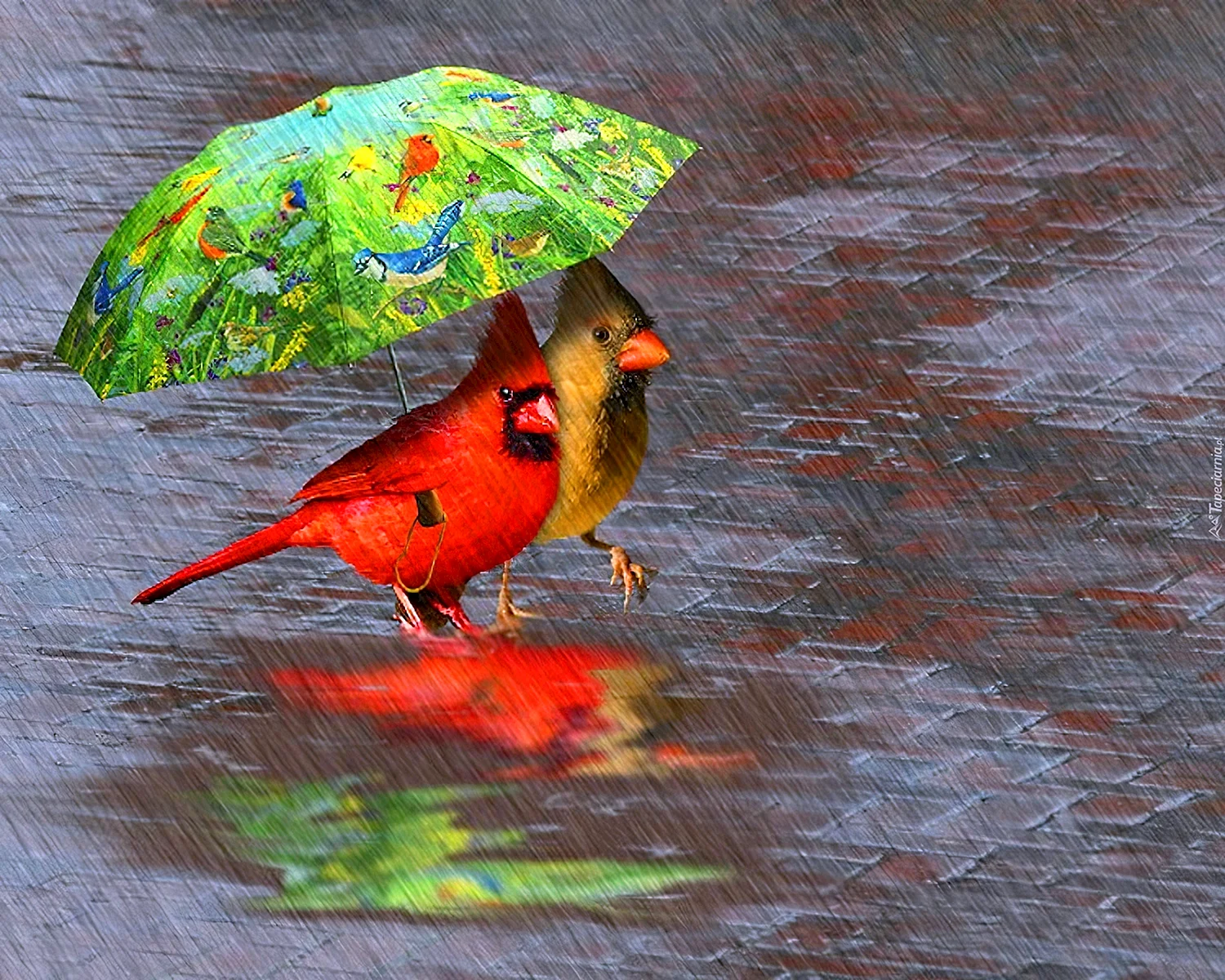 Птицы дождя