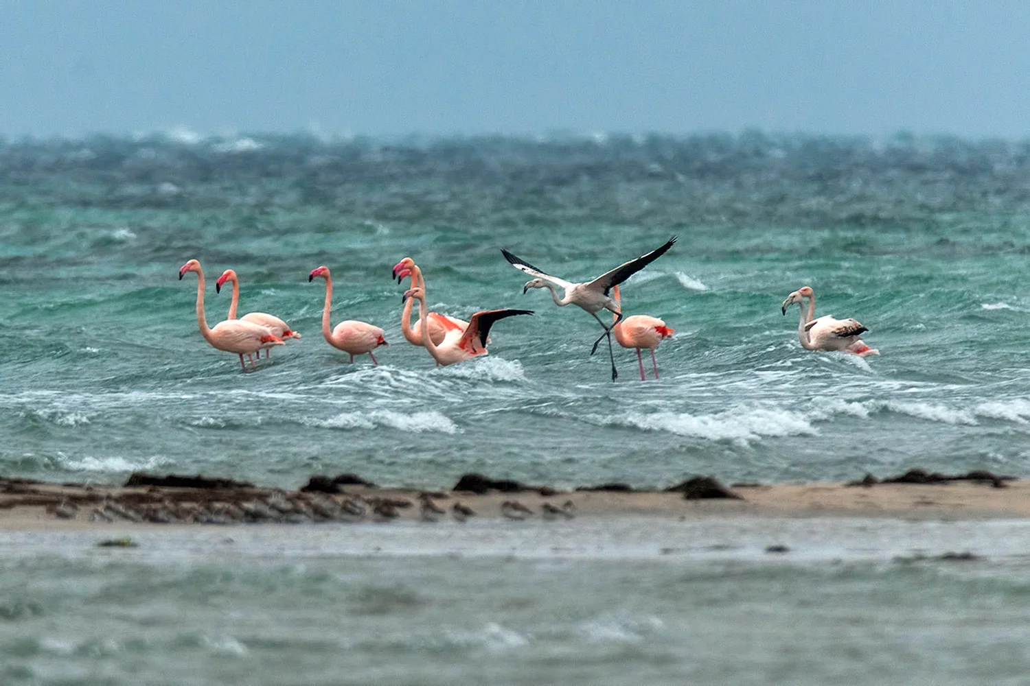 Птицы Фламинго в Межводном Крым