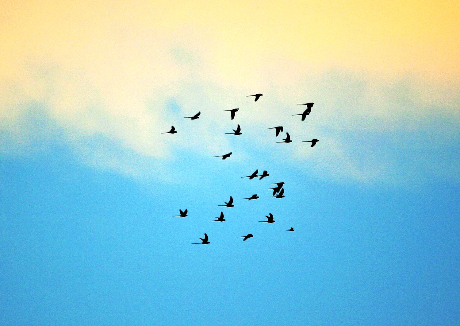 Птицы летающие стаями